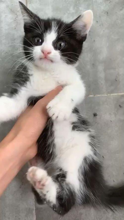 张角爆料猫神被抓视频,张角独家爆料视频揭秘  第3张